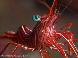 Hinge-Break shrimp (R. durbanensis), Tulamben, Bali
Cano... by Marco Waagmeester 
